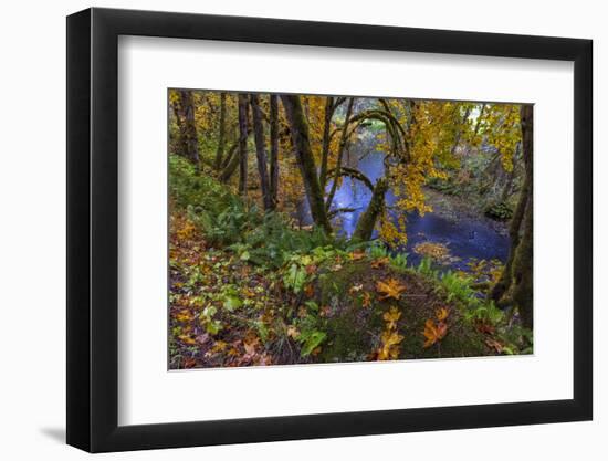 Colorful autumn maples along Humbug Creek in Clatsop County, Oregon, USA-Chuck Haney-Framed Photographic Print