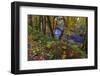 Colorful autumn maples along Humbug Creek in Clatsop County, Oregon, USA-Chuck Haney-Framed Photographic Print