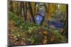 Colorful autumn maples along Humbug Creek in Clatsop County, Oregon, USA-Chuck Haney-Mounted Photographic Print