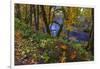 Colorful autumn maples along Humbug Creek in Clatsop County, Oregon, USA-Chuck Haney-Framed Photographic Print