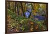 Colorful autumn maples along Humbug Creek in Clatsop County, Oregon, USA-Chuck Haney-Framed Photographic Print