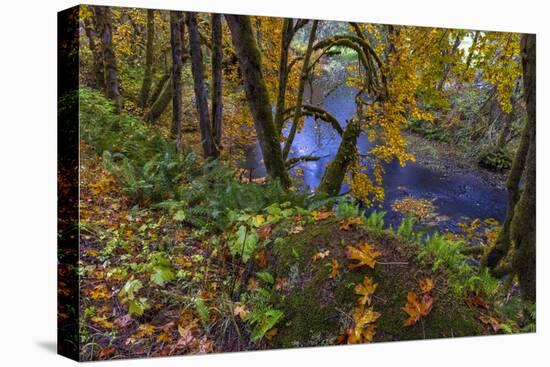 Colorful autumn maples along Humbug Creek in Clatsop County, Oregon, USA-Chuck Haney-Stretched Canvas