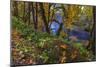 Colorful autumn maples along Humbug Creek in Clatsop County, Oregon, USA-Chuck Haney-Mounted Photographic Print