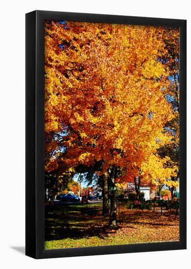 Colorful Autumn Tree-null-Framed Poster