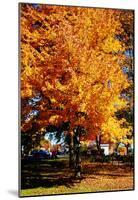 Colorful Autumn Tree-null-Mounted Poster