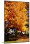 Colorful Autumn Tree-null-Mounted Poster
