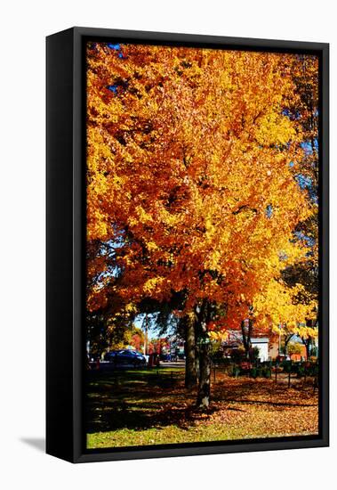 Colorful Autumn Tree-null-Framed Stretched Canvas