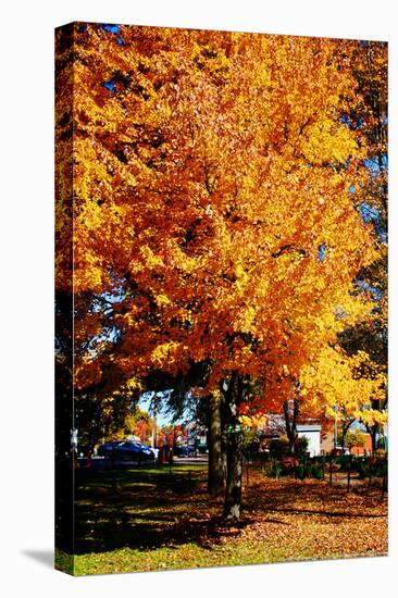 Colorful Autumn Tree-null-Stretched Canvas