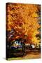 Colorful Autumn Tree-null-Stretched Canvas