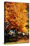 Colorful Autumn Tree-null-Stretched Canvas