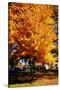 Colorful Autumn Tree-null-Stretched Canvas