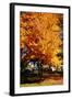 Colorful Autumn Tree-null-Framed Photo