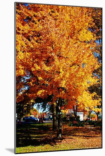 Colorful Autumn Tree-null-Mounted Photo