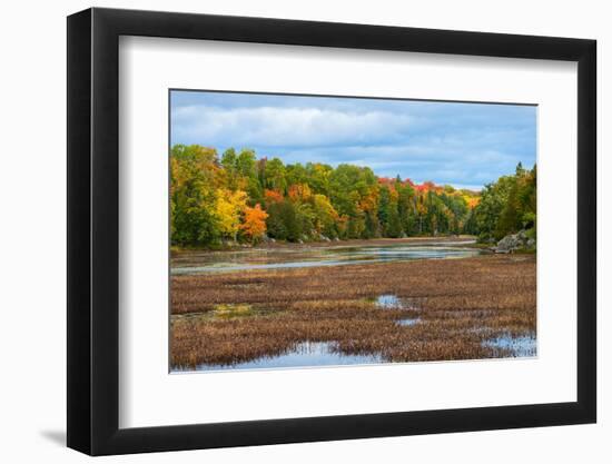 Colorful autumn trees on a shore of a lake in northern Ontario, Canada-null-Framed Photographic Print