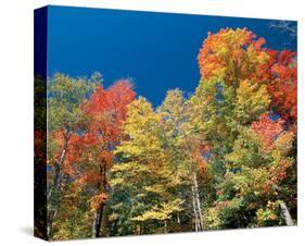 Colorful Autumn Trees-null-Stretched Canvas