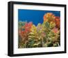 Colorful Autumn Trees-null-Framed Art Print