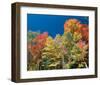 Colorful Autumn Trees-null-Framed Art Print