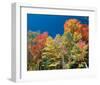 Colorful Autumn Trees-null-Framed Art Print