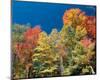 Colorful Autumn Trees-null-Mounted Art Print