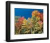 Colorful Autumn Trees-null-Framed Art Print