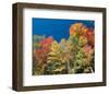 Colorful Autumn Trees-null-Framed Art Print