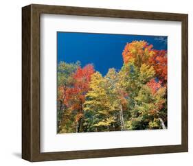 Colorful Autumn Trees-null-Framed Art Print