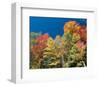 Colorful Autumn Trees-null-Framed Art Print