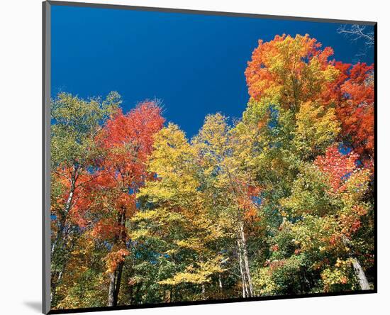 Colorful Autumn Trees-null-Mounted Art Print