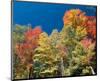 Colorful Autumn Trees-null-Mounted Art Print
