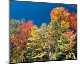 Colorful Autumn Trees-null-Mounted Art Print