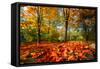 Colorful Autumn-Philippe Sainte-Laudy-Framed Stretched Canvas