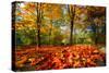 Colorful Autumn-Philippe Sainte-Laudy-Stretched Canvas