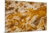 Colorful Bacteria Mat Surrounding Grand Prismatic Spring-CrackerClips Stock Media-Mounted Photographic Print