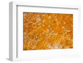 Colorful Bacteria Mat Surrounding Grand Prismatic Spring-CrackerClips Stock Media-Framed Photographic Print