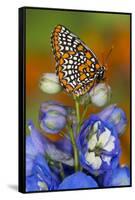 Colorful Baltimore Checkered Spot Butterfly-Darrell Gulin-Framed Stretched Canvas