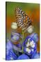 Colorful Baltimore Checkered Spot Butterfly-Darrell Gulin-Stretched Canvas