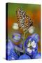 Colorful Baltimore Checkered Spot Butterfly-Darrell Gulin-Stretched Canvas