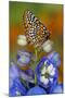 Colorful Baltimore Checkered Spot Butterfly-Darrell Gulin-Mounted Photographic Print