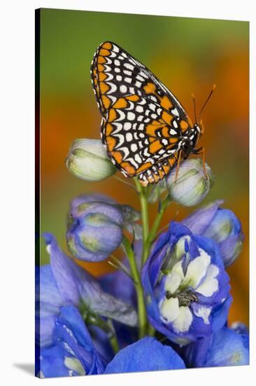 Colorful Baltimore Checkered Spot Butterfly-Darrell Gulin-Stretched Canvas