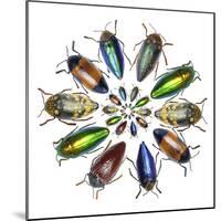 Colorful beetle circular design from the beetle family Buprestid-Darrell Gulin-Mounted Premium Photographic Print