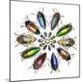 Colorful beetle circular design from the beetle family Buprestid-Darrell Gulin-Mounted Premium Photographic Print