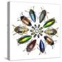 Colorful beetle circular design from the beetle family Buprestid-Darrell Gulin-Stretched Canvas