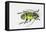 Colorful Beetle Tmesisternus Ssp - Sorong-Darrell Gulin-Framed Stretched Canvas