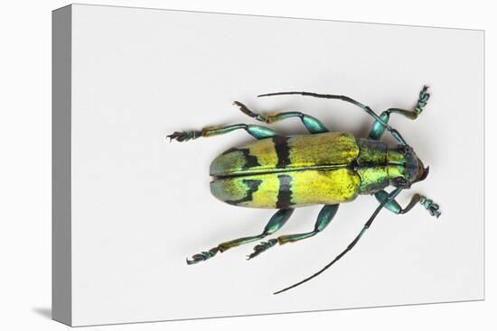 Colorful Beetle Tmesisternus Ssp - Sorong-Darrell Gulin-Stretched Canvas