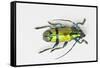 Colorful Beetle Tmesisternus Ssp - Sorong-Darrell Gulin-Framed Stretched Canvas