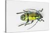 Colorful Beetle Tmesisternus Ssp - Sorong-Darrell Gulin-Stretched Canvas