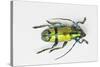 Colorful Beetle Tmesisternus Ssp - Sorong-Darrell Gulin-Stretched Canvas