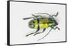 Colorful Beetle Tmesisternus Ssp - Sorong-Darrell Gulin-Framed Stretched Canvas