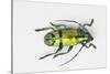 Colorful Beetle Tmesisternus Ssp - Sorong-Darrell Gulin-Stretched Canvas