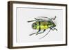 Colorful Beetle Tmesisternus Ssp - Sorong-Darrell Gulin-Framed Photographic Print